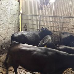 Dexter Cows for sale