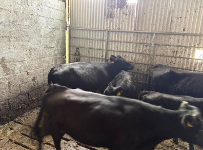 Dexter Cows for sale