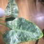 Philodendron Giganteum Blizzard Variegated Image 4