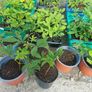 Horse chestnut tree seedlings Image 4