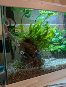 Aquarium Helicopter with Java Fern