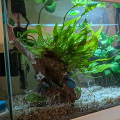Aquarium Helicopter with Java Fern