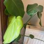 Monstera Plant (Pot not included) Image 2