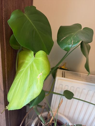 Monstera Plant (Pot not included)