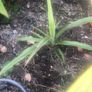 Cordyline indivisa plants  (palm tree) Image 5