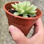 plant Image 2