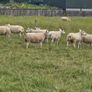 14 Texel Hoggetts Image 5