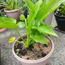 Large Pot with  lovely white lily  7euro please have a look at more plants on my site Image 2