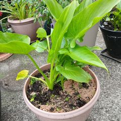 Pot with white lily 10 euro please have a look at more plants on my site