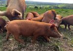 Organic Tamworth Weaner Piglets