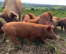 Organic Tamworth Weaner Piglets