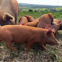 Organic Tamworth Weaner Piglets