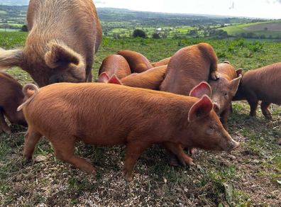 Organic Tamworth Weaner Piglets