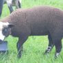 Hoggets , Ewes with Lambs Image 6