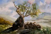 Lough brin lonesome tree watercolour