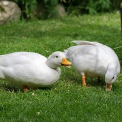 ducks
