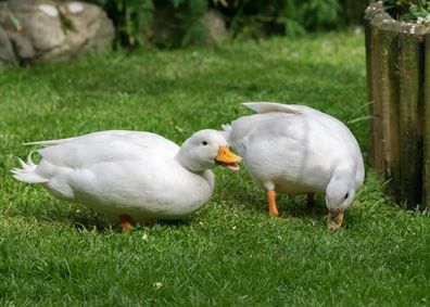 ducks