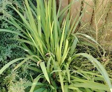 Plant