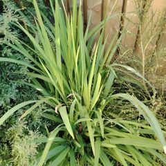 Plant