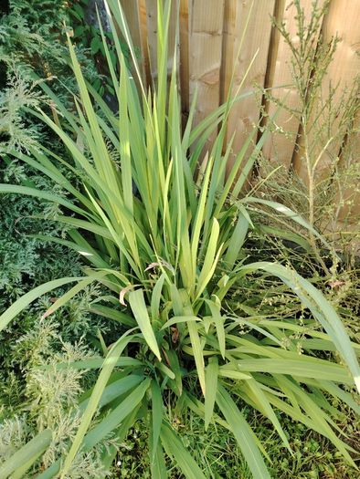 Plant