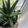 plant Image 3
