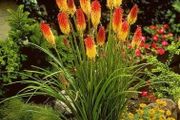 plants