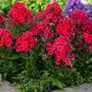 (P) Drummond Phlox Coccinea seeds 0.3g (415618) Image 2