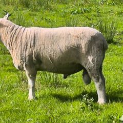 Pedigree Lleyn ram, farming, livestock, sheep
