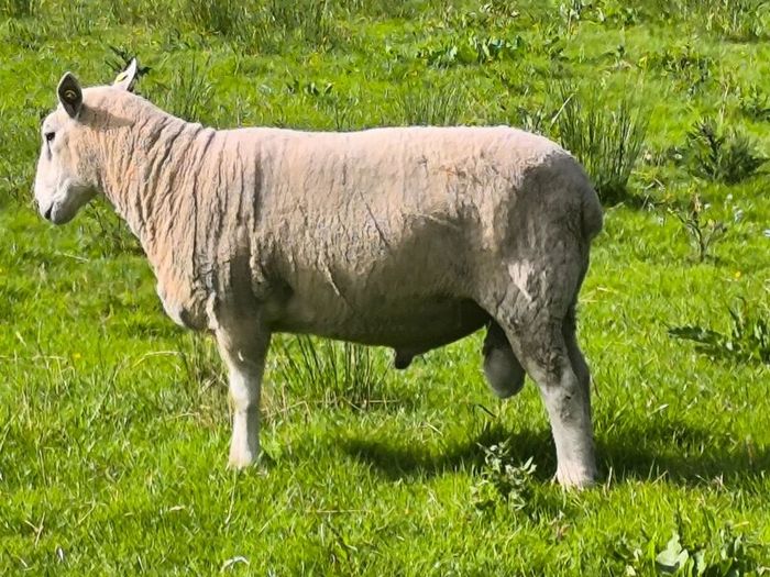 Pedigree Lleyn ram, farming, livestock, sheep