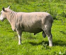Pedigree Lleyn ram, farming, livestock, sheep