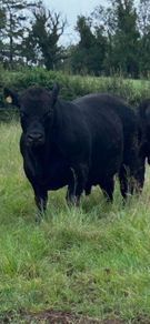 Pedigree Angus Bulls