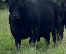 Pedigree Angus Bulls
