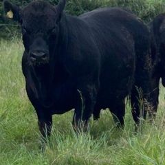 Pedigree Angus Bulls