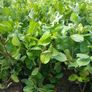 Large Laurel Hedging over 3.5ft tall (120cm) Image 3