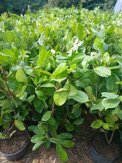 Large Laurel Hedging over 3.5ft tall (120cm)