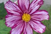 Double coloured cosmos