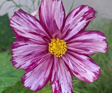 Double coloured cosmos