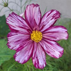Double coloured cosmos