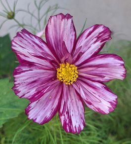 Double coloured cosmos
