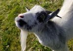 pygmy goats
