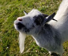 pygmy goats