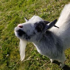 pygmy goats