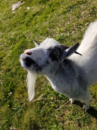 pygmy goats