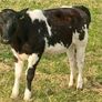 Beef Cattlr Image 4