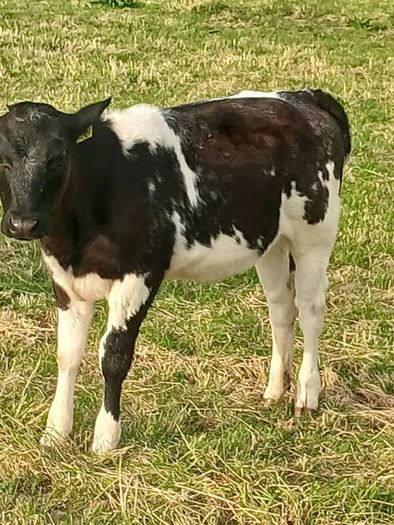 Beef Cattlr