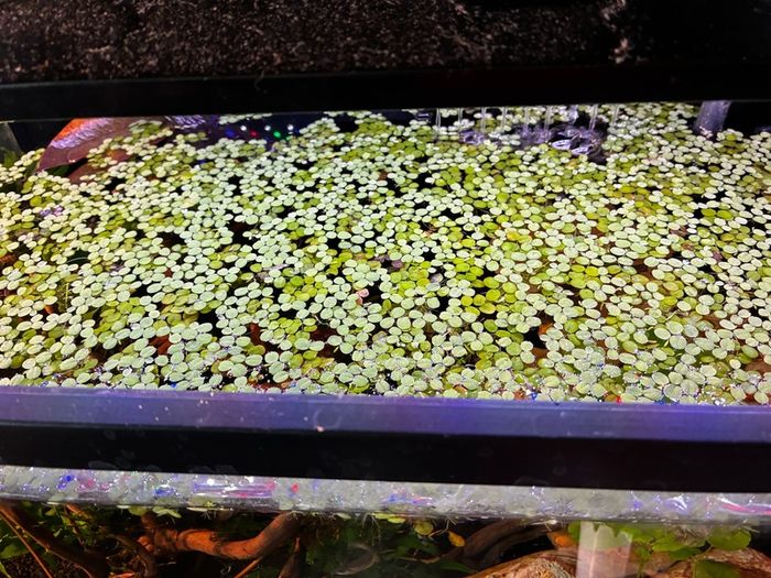 salvinia minima