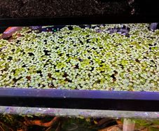 salvinia minima