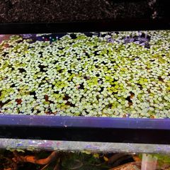 salvinia minima