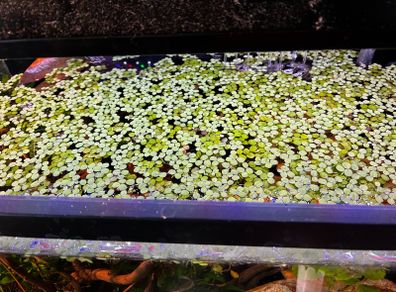 salvinia minima