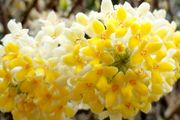 Edgeworthia chrysantha